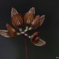 Bulbophyllum petiolare Thwaites